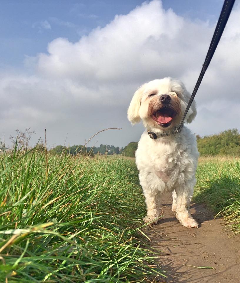 Dog Walking
